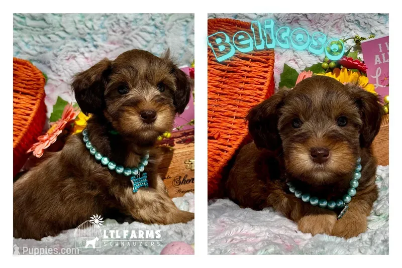 Belicoso – Miniature Schnauzer puppy for sale in Catoosa, OK