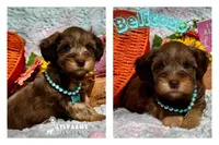 Belicoso, a male Miniature Schnauzer for sale in Catoosa, OK – Photo 1 of 4
