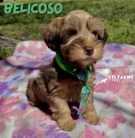 Belicoso, a male Miniature Schnauzer for sale in Catoosa, OK – Photo 3 of 4