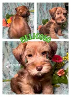 Belicoso, a male Miniature Schnauzer for sale in Catoosa, OK – Photo 4 of 4