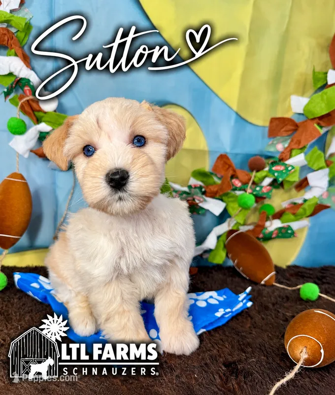 Sutton – Miniature Schnauzer puppy for sale in Catoosa, OK