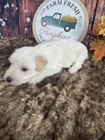 Stetson, a male Miniature Schnauzer for sale in Catoosa, OK – 2 of 5