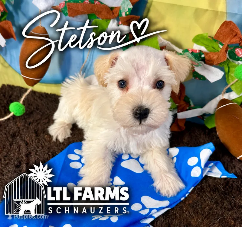 Stetson – Miniature Schnauzer puppy for sale in Catoosa, OK