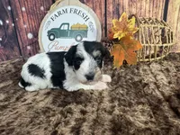 Saylor , a female Miniature Schnauzer for sale in Catoosa, OK – 2 of 4