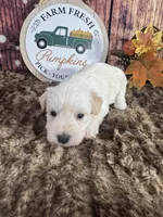 Stetson, a male Miniature Schnauzer for sale in Catoosa, OK – 4 of 5
