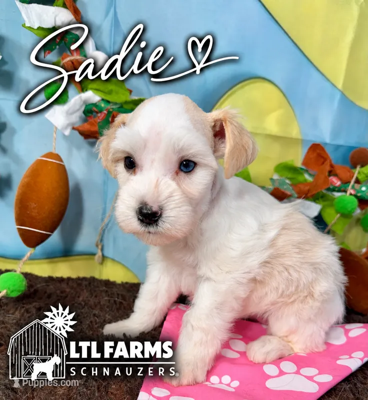 Sadie – Miniature Schnauzer puppy for sale in Catoosa, OK
