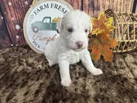 Sienna , a female Miniature Schnauzer for sale in Catoosa, OK – 4 of 5
