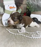 Kiara, a female Miniature Schnauzer for sale in Catoosa, OK – Photo 1 of 6