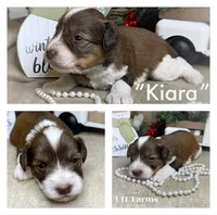 Kiara, a female Miniature Schnauzer for sale in Catoosa, OK – Photo 2 of 6