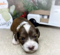 Kiara, a female Miniature Schnauzer for sale in Catoosa, OK – Photo 3 of 6