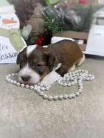 Kiara, a female Miniature Schnauzer for sale in Catoosa, OK – Photo 4 of 6