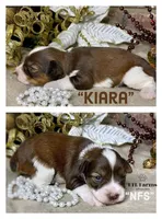 Kiara, a female Miniature Schnauzer for sale in Catoosa, OK – Photo 5 of 6