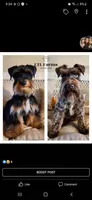 Kiara, a female Miniature Schnauzer for sale in Catoosa, OK – Photo 6 of 6