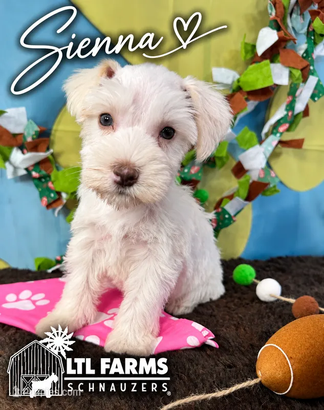 Sienna  – Miniature Schnauzer puppy for sale in Catoosa, OK