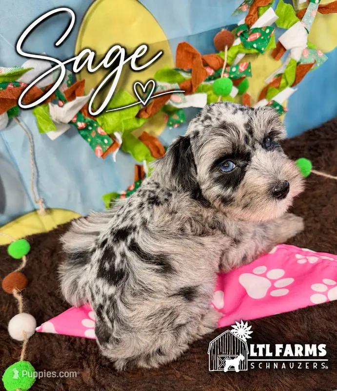 Sage – Miniature Schnauzer puppy for sale in Catoosa, OK
