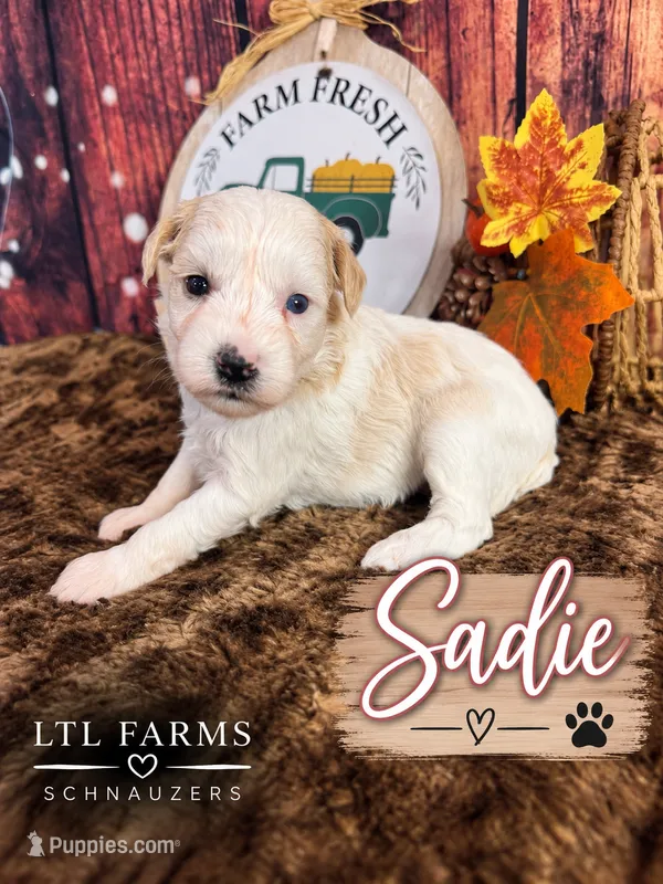 Sadie – Miniature Schnauzer puppy for sale in Catoosa, OK