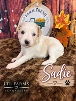Sadie, a female Miniature Schnauzer for sale in Catoosa, OK – 1 of 5