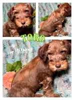 Toro, a male Miniature Schnauzer for sale in Catoosa, OK – Photo 1 of 4