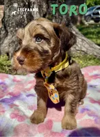 Toro, a male Miniature Schnauzer for sale in Catoosa, OK – Photo 4 of 4
