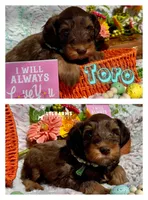 Toro, a male Miniature Schnauzer for sale in Catoosa, OK – Photo 2 of 4