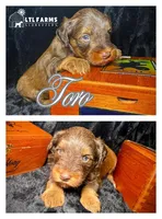 Toro, a male Miniature Schnauzer for sale in Catoosa, OK – Photo 3 of 4