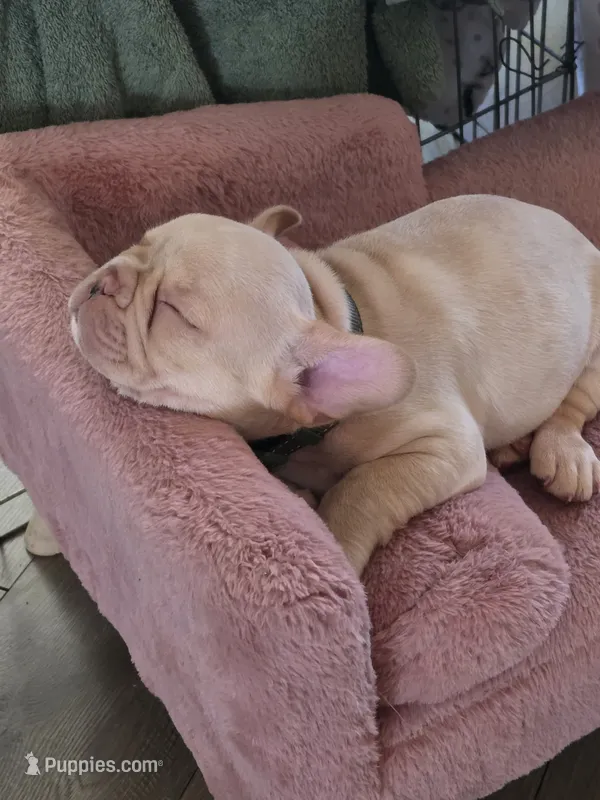 Big boy – French Bulldog puppy for sale in Thornton, CO