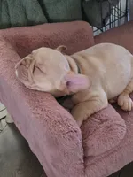 Big boy, a male French Bulldog for sale in Thornton, CO – 1 of 6