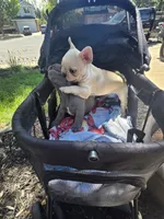 Romeo, a male French Bulldog for sale in Thornton, CO – 2 of 2