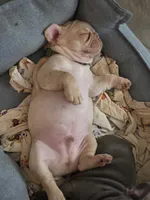 Big boy, a male French Bulldog for sale in Thornton, CO – 3 of 6