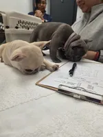 Blue girl, a female French Bulldog for sale in Thornton, CO – 3 of 4