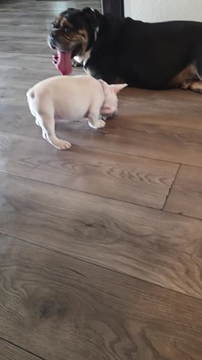 Big white girl, a female French Bulldog for sale in Thornton, CO – 3 of 4