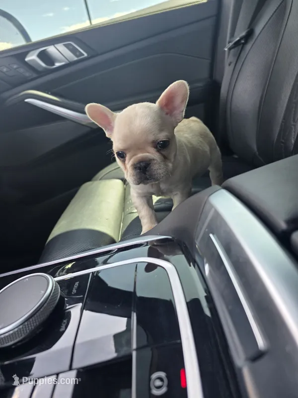Romeo – French Bulldog puppy for sale in Thornton, CO