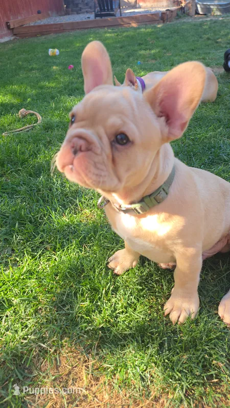 Big boy – French Bulldog puppy for sale in Thornton, CO
