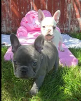 Blue girl, a female French Bulldog for sale in Thornton, CO – 1 of 4