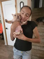 Franko, a male French Bulldog for sale in Thornton, CO – 3 of 5