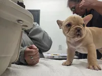 Franko, a male French Bulldog for sale in Thornton, CO – 2 of 5
