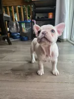 Big white girl, a female French Bulldog for sale in Thornton, CO – 2 of 4