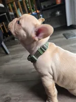 Big boy, a male French Bulldog for sale in Thornton, CO – 6 of 6