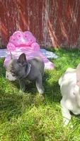 Blue girl, a female French Bulldog for sale in Thornton, CO – 2 of 4