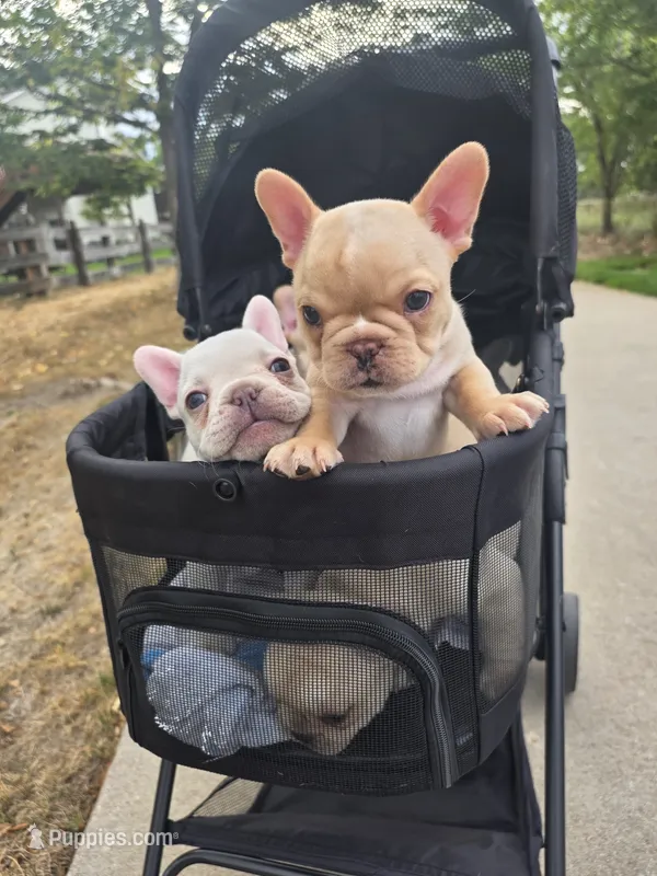 Franko – French Bulldog puppy for sale in Thornton, CO
