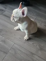 Winston, a male French Bulldog for sale in Thornton, CO – 6 of 8