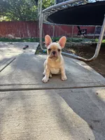Winston, a male French Bulldog for sale in Thornton, CO – 2 of 8