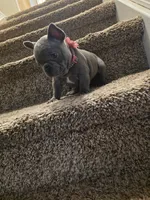 Blue girl, a female French Bulldog for sale in Thornton, CO – 4 of 4