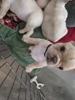 Franko, a male French Bulldog for sale in Thornton, CO – 4 of 5