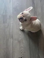 Winston, a male French Bulldog for sale in Thornton, CO – 5 of 8