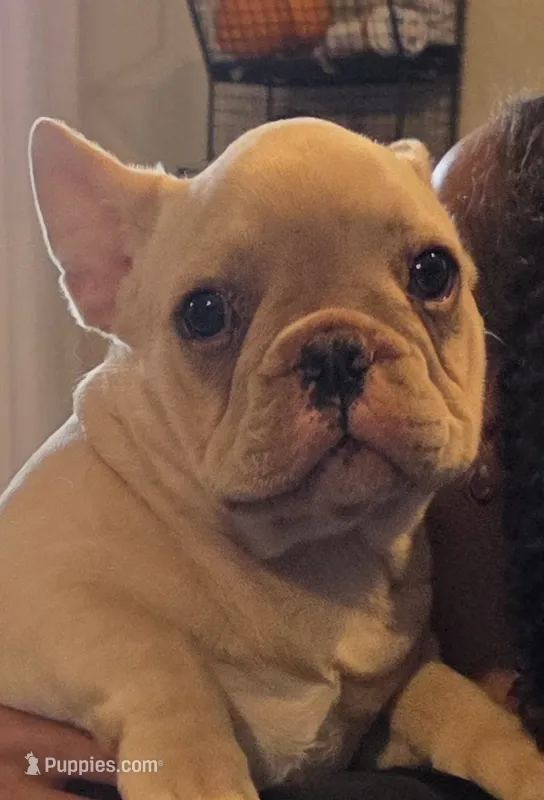 Winston – French Bulldog puppy for sale in Thornton, CO