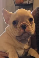 Winston, a male French Bulldog for sale in Thornton, CO – 1 of 8