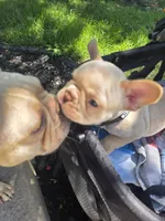 Big boy, a male French Bulldog for sale in Thornton, CO – 5 of 6