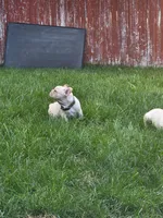Big boy, a male French Bulldog for sale in Thornton, CO – 4 of 6