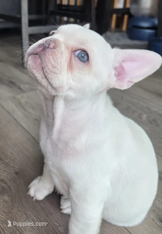 Big white girl – French Bulldog puppy for sale in Thornton, CO